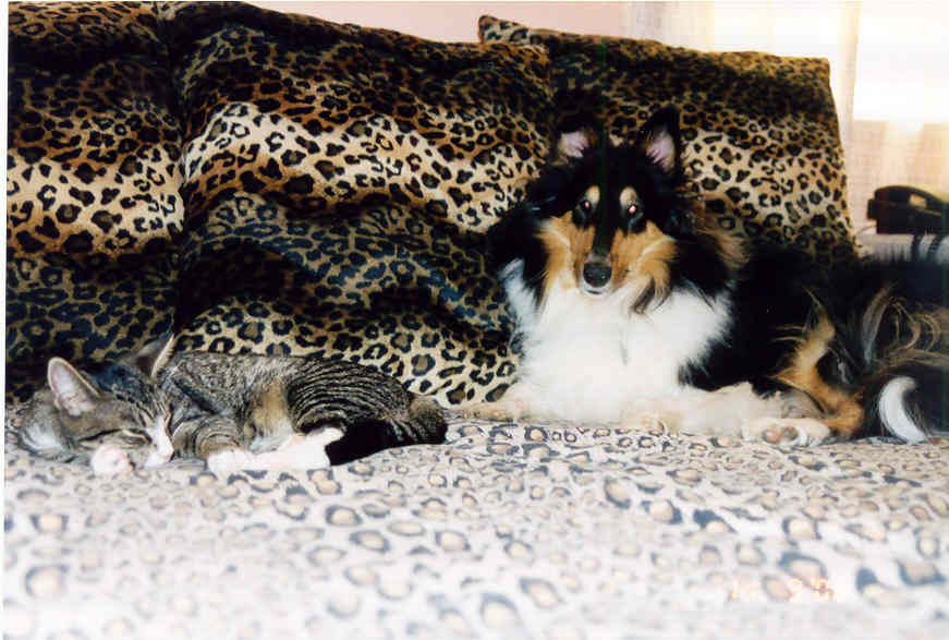autumntigger.jpg
