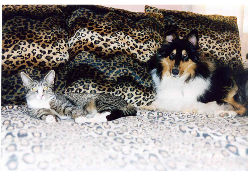 autumntigger2.jpg
