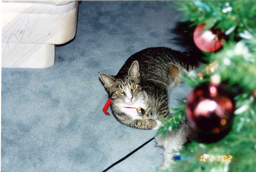 tigtree.jpg